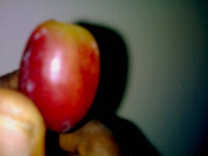 Grapes 190920091334
